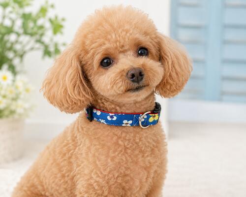 中型犬 小型犬用首輪 2cm幅 レトロフラワーズ はんなりで おきばりやす 紺碧