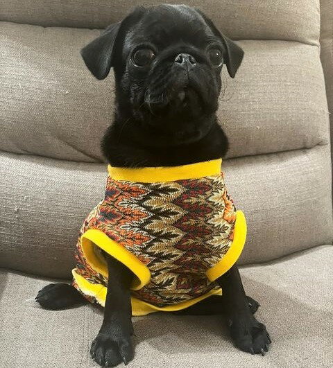 フレンチブルドッグ　服 　夏　シャリシャリ涼しい　ネイティブパターンカットソー