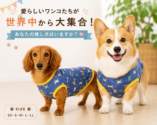 まとめ買い10％OFFクーポンダックス 服 ミニチュアダックスフンド 服 ひんやり接触冷感 吸水速乾 夏用冷感服 世界中のワンダフル 推し犬集まれ～ クールクロス Tシャツ 専門店 dm 犬用 ドッグウエア 犬の服 犬服 洋服 春夏 高齢犬 シニア犬 着せやすい 抜け毛対策 乾燥予防 hibi-days-10002059 犬の服 首輪 犬のリードの通販hibi パッケージ画像