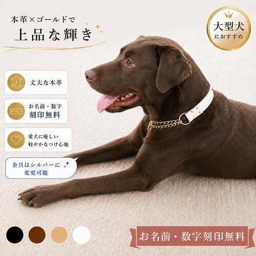 楽天市場】大型犬 首輪（カラーゴールド）（ペット・ペットグッズ）の通販