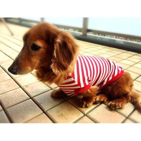 ダックス　服　ミニチュアダックスフンド 服 レッドT　おしゃれ　専門店　ds　 犬用 Tシャツ ドッグウエア 犬の服 犬服 犬 洋服