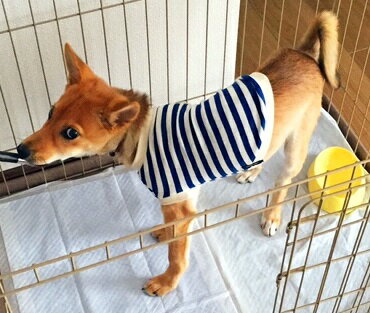 柴犬 服 中型犬 服 サラサラ肌触り 定番マリンボーダー Tシャツ 秋冬 春夏　夏用　ひんやり インスタ映え おしゃれ 専門店 ドッグウエア 犬の服 小型犬用 チワワ トイプードル【夏服 春服 夏用 春物 夏物】