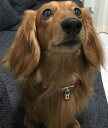 犬の首輪 レザー1.5cm幅 ケリー調チャーム スワロフスキー付き
