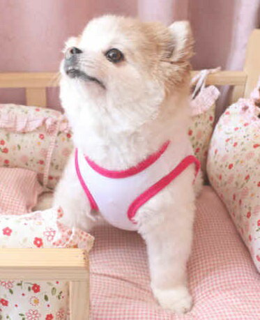 チワワ 服 トイプードル 服　小型犬サイズ ナイスバディタンクトップ
