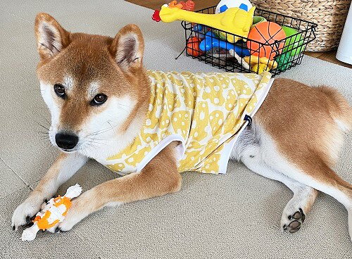 その他の中型犬服はこちら ＜夏でも洋服を着てほしいワケ＞ ワンちゃんは肉球にしか汗腺がなく 発汗による体温調節がほとんど できないので暑さが苦手です。 そのため日差しの強い屋外や 熱のこもりやすい車内など 熱中症を引き起こしやすくなります。 ＜汚れ防止＞＜怪我や虫から守る＞ 雨上がりの路面や草むらなどが 濡れている時に 散歩をするとお腹周りが汚れることも。 草木が生い茂った場所では 小枝で怪我をしたり ダニ、蚊などの虫が毛の中に 入り込むこともあります。 また、ワンちゃん同士がじゃれ合う ドッグランでは服を一枚着せて 全身の汚れから守ることも。 ＜冷房対策＞ 飼い主さんにとっては適温でも ワンちゃんにとっては 寒すぎるという場面もあります。 そんなとき洋服を1着 バッグに忍ばせておくのもgood！ 思わず手が伸びる チーズ盛りがプリントされた スムースニットのカットソーです。 伸縮性もあり、柔らかな肌触りです。 小型犬、ダックスサイズもご用意しております。 抜け毛予防にもお勧めで 肌触りにも考慮しております。 ご家庭で洗濯できますが、ネットに入れての 洗濯をおススメしております。 裁断箇所によって見え方も異なります。 モニターの発色の具合によって実際のものと色が 異なる場合がございますので予めご了承くださいませ。 その他の中型犬服はこちら 商品詳細 サイズ SS　首周り24cm〜28cm　胴回り40cm〜45cm　着丈26cm S　首周り28cm〜32cm　胴回り44cm〜49cm　着丈29cm M　首周り32cm〜36cm　胴回り48cm〜53cm　着丈33cm L　首周り36cm〜40cm　胴回り52cm〜57cm　着丈37cm LL　首周り40cm〜44cm　胴回り56cm〜63cm　着丈41cm #柴犬　#ペット服　#いぬ服　#犬服　＃ビーグル＃キャバリア＃チワワ ＃トイプードル＃シーズー＃フレンチブルドッグ　#中型犬　#小型犬　