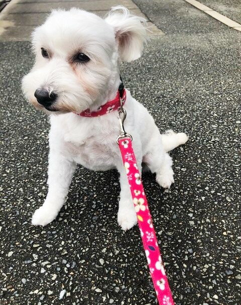 レトロフラワーズ はんなりで おきばりやす 梅重 首輪とリードセット 反射テープつき インスタ映え 小型犬用首輪 中型犬首輪 チワワ トイプードル