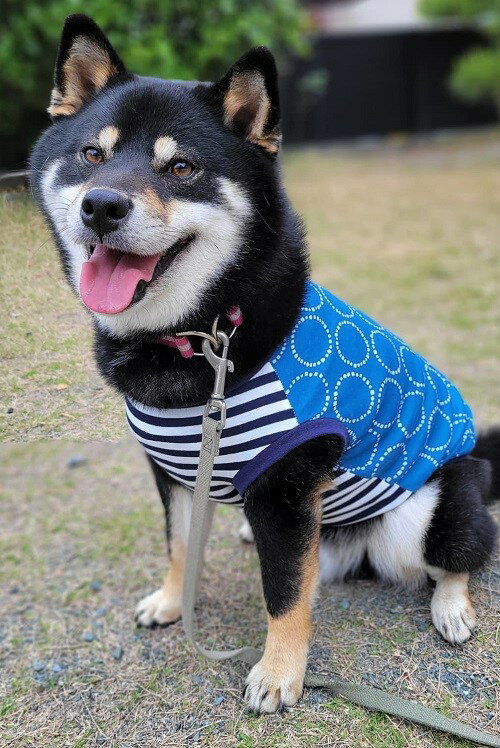 中型犬 サイズ 柴犬 服 北欧調ボーダーモーネカットソー Tシャツ おしゃれ インスタ映え かわいい ビーグル　キャバリア 服