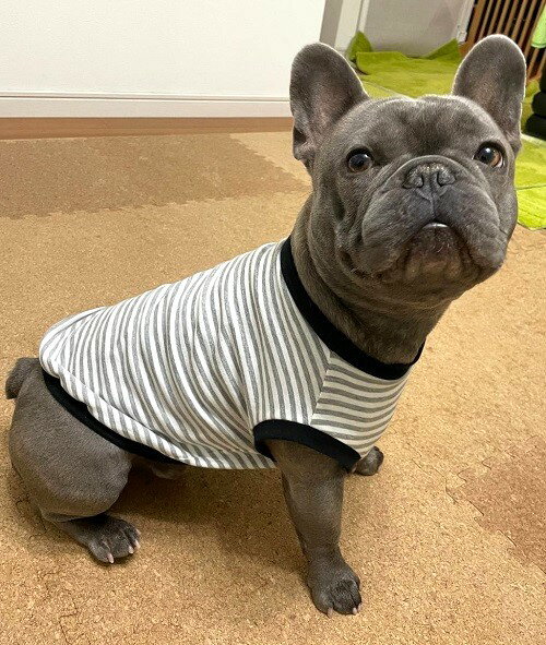 フレンチブルドッグ 服 春夏 シンプルモノトーン Tシャツ おしゃれ フレブル服 秋冬 かわいい フレブル 専門店 ドッグウエア 犬の服 犬服 高齢犬 病気 シニア犬 着せやすい 抜け毛対策 乾燥予防 洗濯OK