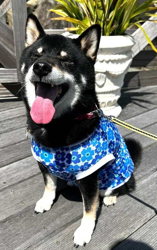Rakuten - 中型犬　柴犬　ビーグル 服 北欧調フラワースカイブルー クールクロス ひんや～り接触冷感 吸水速乾 Tシャツ 袖なし おしゃれ 春夏 かわいい 専門店 ドッグウエア 犬の服 犬服 犬 秋冬