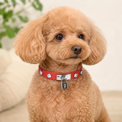 楽天市場】スワロフスキー（首輪｜首輪・胴輪・リード）：犬用品