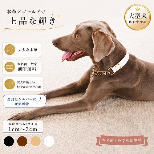 大型犬　金色　展覧会向け　丸首輪57サイズ　引き綱4号　チェーンカラー３点セット 犬用品 大型犬 金色 展覧会向け 丸首輪57サイズ 引き綱4号
