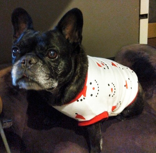 乐天商城 - あれは雪でSnow ホワイトスムースニットカットソー Tシャツ 小型犬 中型犬 服 フレンチブルドッグ　服 中型犬