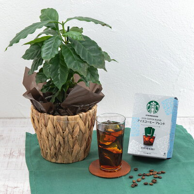 父の日 2023 プレゼント 花 ギフト 観葉植物 スターバックス「オリガミ® アイスコーヒー ブレンド」とコーヒーの木のセット