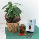 父の日 2023 プレゼント 花 ギフト 観葉植物 スターバックス「オリガミ® アイスコーヒー ブレンド」とコーヒーの木のセット