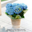 父の日 花 花鉢 アジサイ（ブルー系） 日比谷花壇