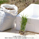 日比谷花壇 花の鉢植え 父の日 花 鉢植え 育てるキット「箱田んぼ」 日比谷花壇