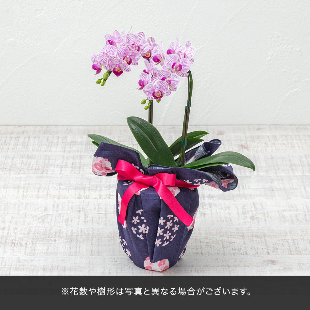 花鉢 ギフト 敬老の日 ミディ胡蝶蘭「リトルプリンセスストライプ」(2本立ち)風呂敷包み 和風 日比谷花壇のサムネイル