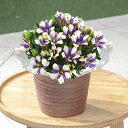 敬老の日 花鉢 リンドウ「白寿」(5号) 日比谷花壇 誕生日 長寿祝い