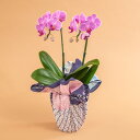 敬老の日 花鉢 ミディ胡蝶蘭「コーラルパラダイス」(2本立ち)風呂敷包み 日比谷花壇 誕生日 長寿祝い