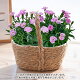母の日 2023 花 ギフト プレゼント 鉢植え ガーデンカーネーション「源氏」寄せ入れ鉢花 花鉢