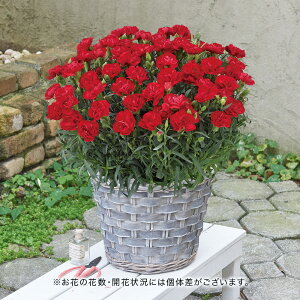 母の日 2023 花 ギフト プレゼント 鉢植え カーネーション（レッド系）7号鉢花 花鉢