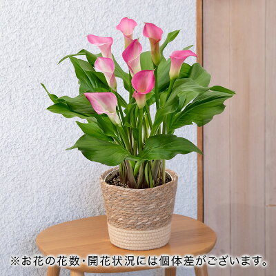 母の日 2023 花 ギフト プレゼント 鉢植え カラー（ピンク）鉢花 花鉢