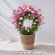 母の日 2023 花 ギフト プレゼント 鉢植え つるバラ（ピンク2色）リング仕立鉢花 花鉢