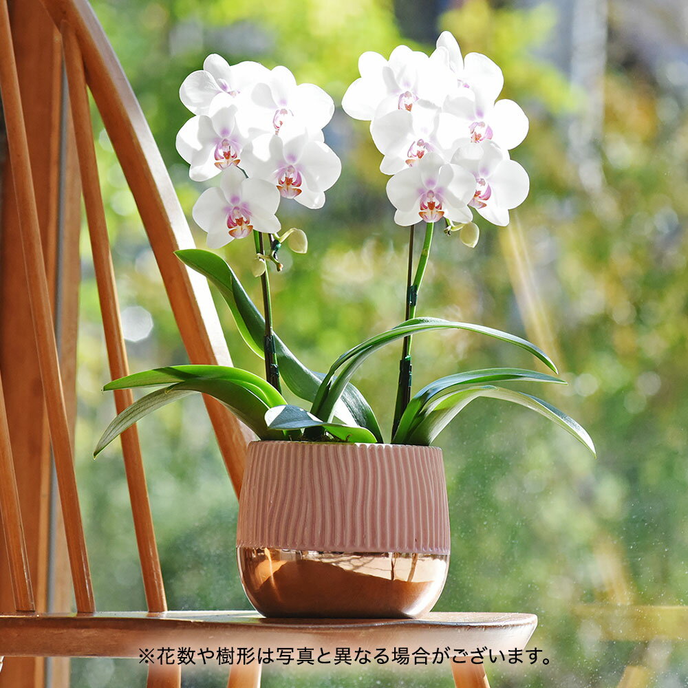 【4/25に使える母の日200円OFFクーポン配布中】母の日 2023 花 ギフト プレゼント 鉢植え ミディ胡蝶蘭「リーチー」鉢花 花鉢のサムネイル