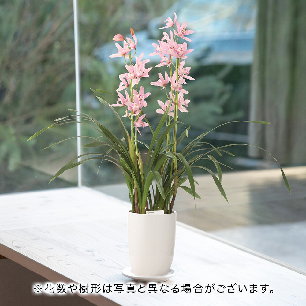母の日 2023 花 ギフト プレゼント 鉢植え シンビジウム「 ありがとう」2本立ち鉢花 花鉢のサムネイル