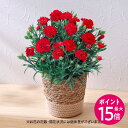 【ポイント15倍】母の日 カーネーション(レッド) 花鉢植え 日比谷花壇 鉢花