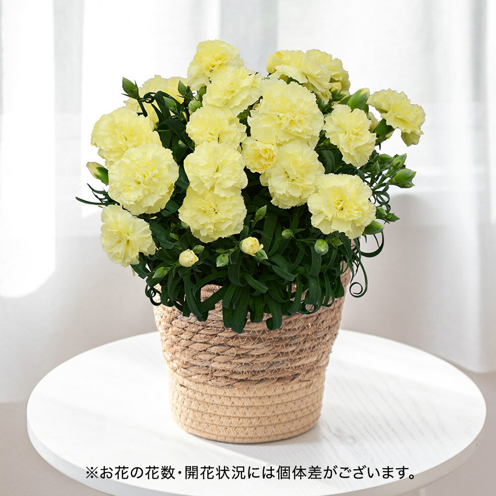 【販売終了】母の日 2024 カーネーション「レモンフィズ」花鉢 淡黄系 日比谷花壇 鉢花
