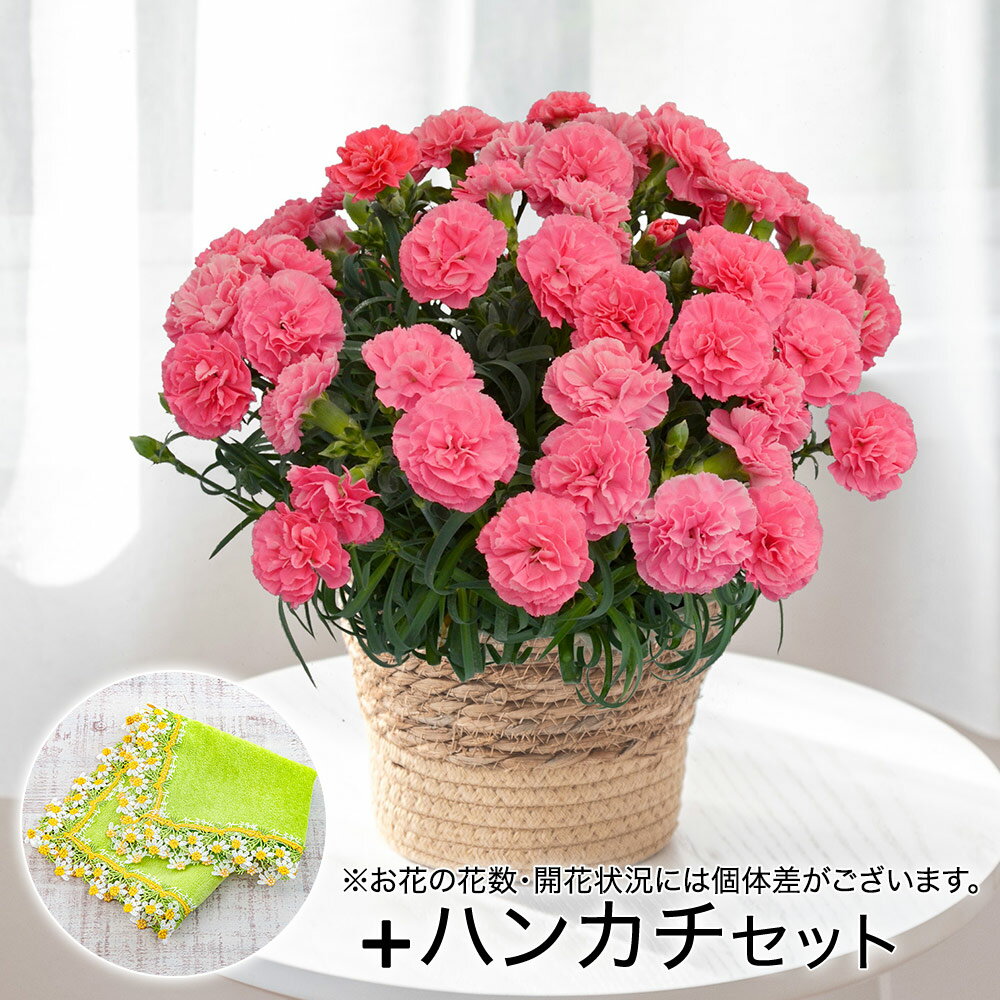 母の日 カーネーション「ももりーな」花鉢植え ピンク系 近沢レース店「タオルハンカチ カモミール」付きのサムネイル