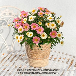 マーガレット 花の鉢植え 母の日 花鉢植え マーガレット「いちごみるく」 日比谷花壇 鉢花