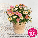 母の日 花鉢植え マーガレット「いちごみるく」 日比谷花壇 鉢花