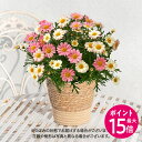 【ポイント15倍】母の日 花鉢植え 