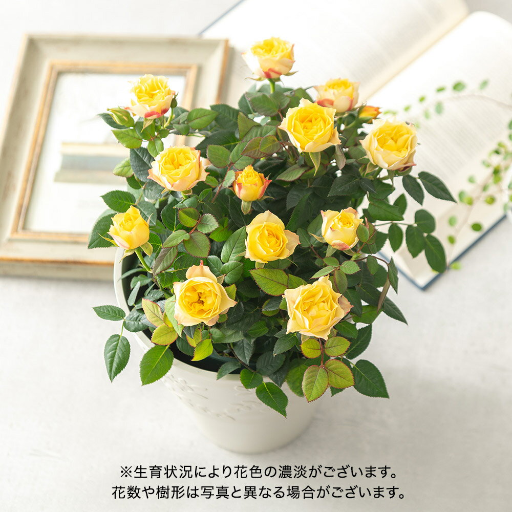 母の日 花鉢植え ミニバラ「セントラル・シャイニー」 大西 隆コレクション 黄色 日比谷花壇 鉢花のサムネイル