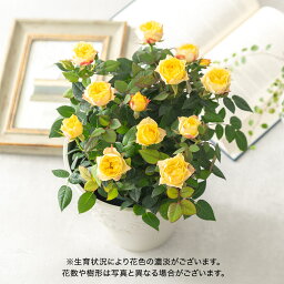 日比谷花壇 花の鉢植え 母の日 花鉢植え ミニバラ「セントラル・シャイニー」 大西 隆コレクション 黄色 日比谷花壇 鉢花