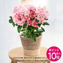 母の日 花鉢植え シャクナゲ (ピンク) 日比谷花壇 鉢花