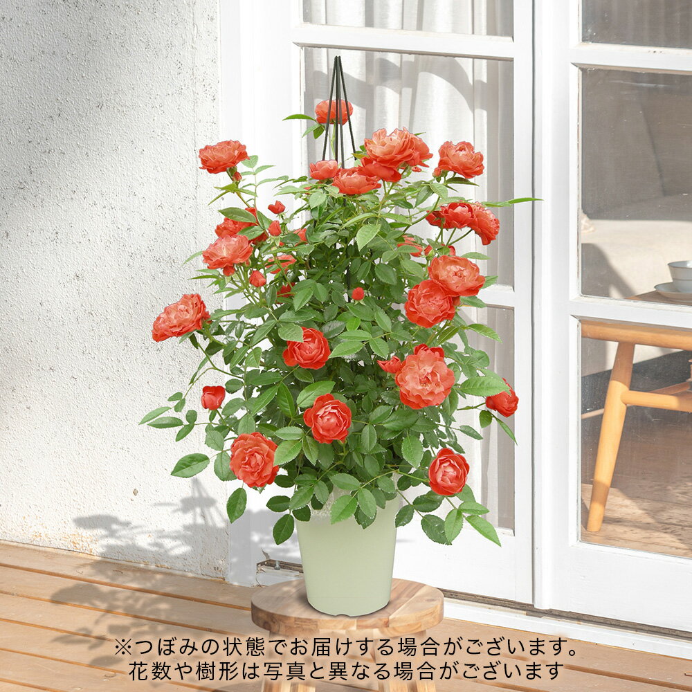 【販売終了】母の日 2024 花鉢 つるバラ「オレンジマザーズデイ」タワー仕立 日比谷花壇 鉢花