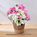 母の日 花鉢植え クルメツヅジ 2色植え ピンク白 日比谷花壇 鉢花