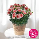 鉢 【ポイント15倍】母の日 カーネーション「いちごキャンディー」花鉢植え 赤白複色 日比谷花壇 鉢花