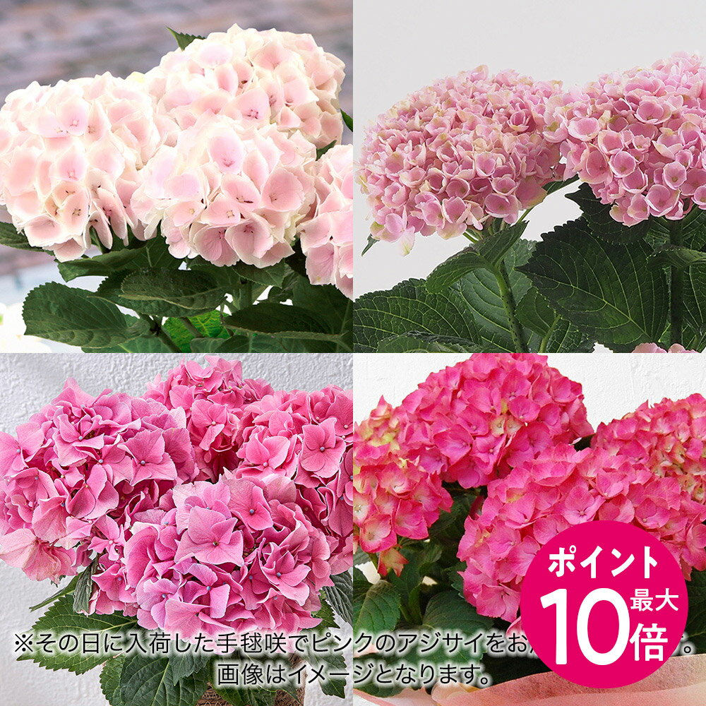 【ポイント10倍！】母の日 花鉢植え アジサイ おまかせピンク系 5号 日比谷花壇 鉢花のサムネイル