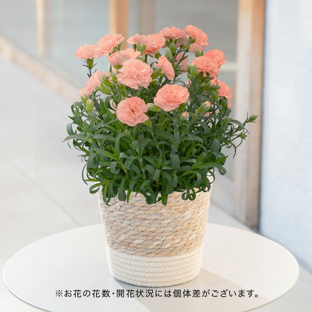 母の日 カーネーション「オレンジジェラート」 花鉢植え 日比谷花壇 鉢花のサムネイル