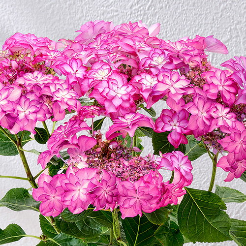 母の日 花鉢植え アジサイ「カサノバピンク」 ...の紹介画像2