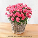 鉢 母の日 カーネーション ピンク系 7号 花鉢植え 日比谷花壇 鉢花