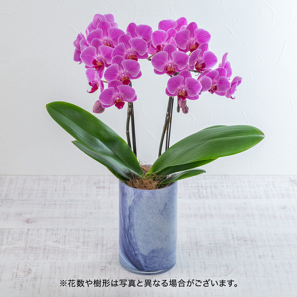 母の日 お手入れ簡単 ミディ胡蝶蘭「ティアモ」ピンク系 日比谷花壇 鉢花のサムネイル