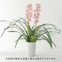 母の日 洋ラン シンビジウム「ありがとう」2本立ち ピンク系 日比谷花壇 鉢花