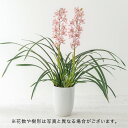 日比谷花壇 花の鉢植え 母の日 洋ラン シンビジウム「ありがとう」2本立ち ピンク系 日比谷花壇 鉢花