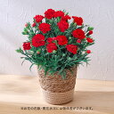 母の日 花鉢 カーネーション (レッド)