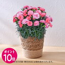 【母の日早期特典今だけポイント10倍!】母の日 花鉢 カーネーション「さくらもなか」